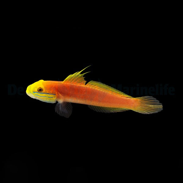 Valenciennea bella