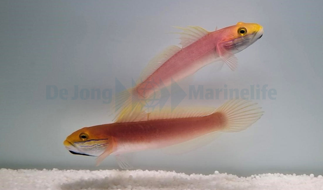 Valenciennea bella (pair)