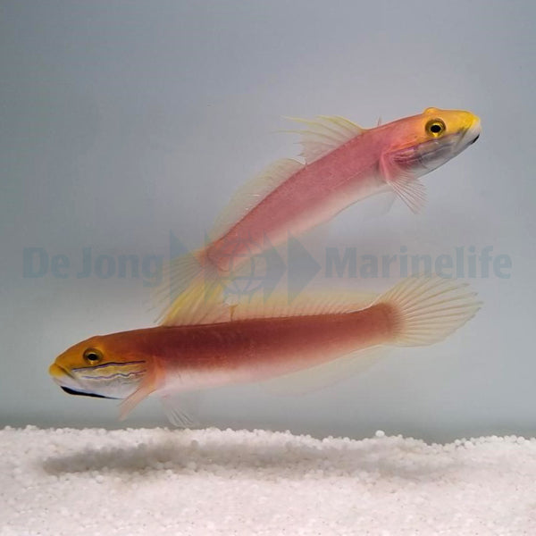Valenciennea bella (pair)