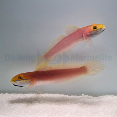 Valenciennea bella (pair)