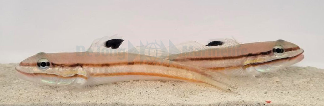 Valenciennea helsdingenii (pair)