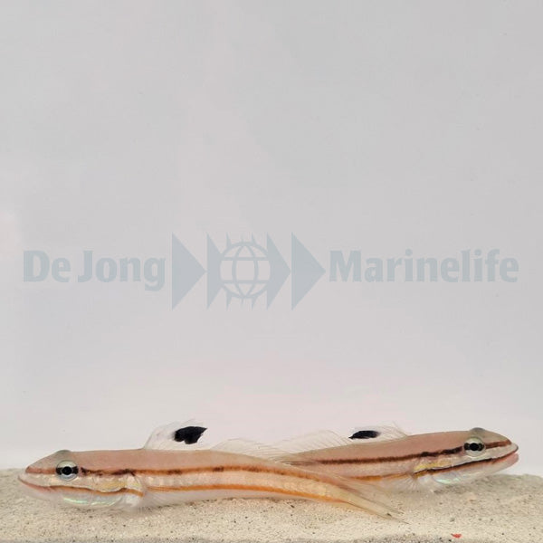 Valenciennea helsdingenii (pair)