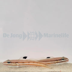 Valenciennea helsdingenii (pair)