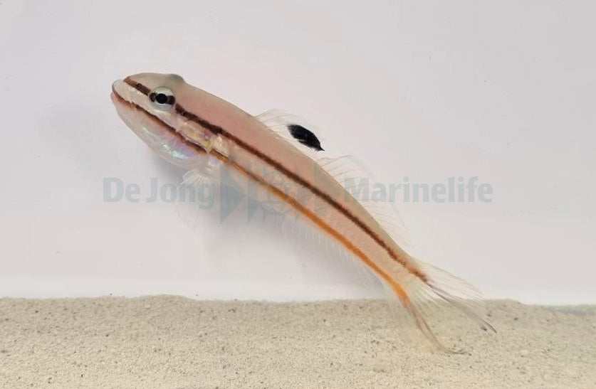 Valenciennea helsdingenii