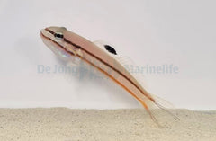 Valenciennea helsdingenii