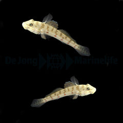 Valenciennea longipinnis (pair)
