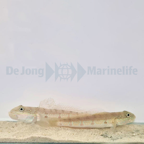 Valenciennea longipinnis (pair)