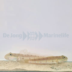 Valenciennea longipinnis (pair)