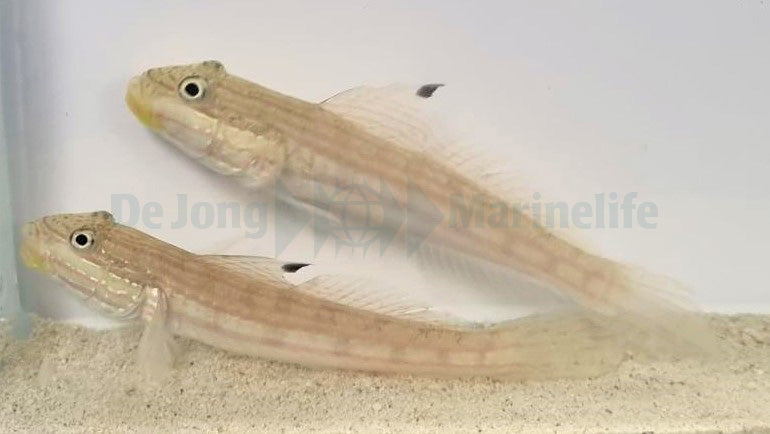 Valenciennea muralis (pair)