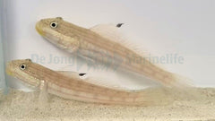 Valenciennea muralis (pair)