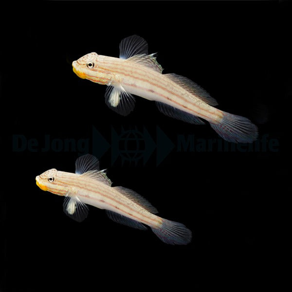 Valenciennea muralis (pair)