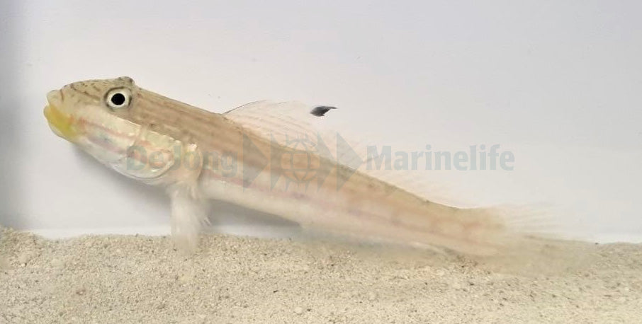 Valenciennea muralis