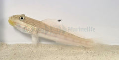 Valenciennea muralis