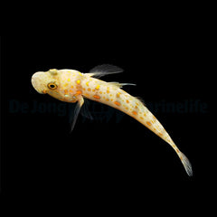 Valenciennea puellaris