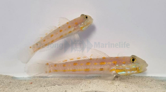 Valenciennea puellaris pair