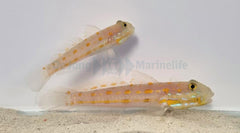 Valenciennea puellaris (pair)
