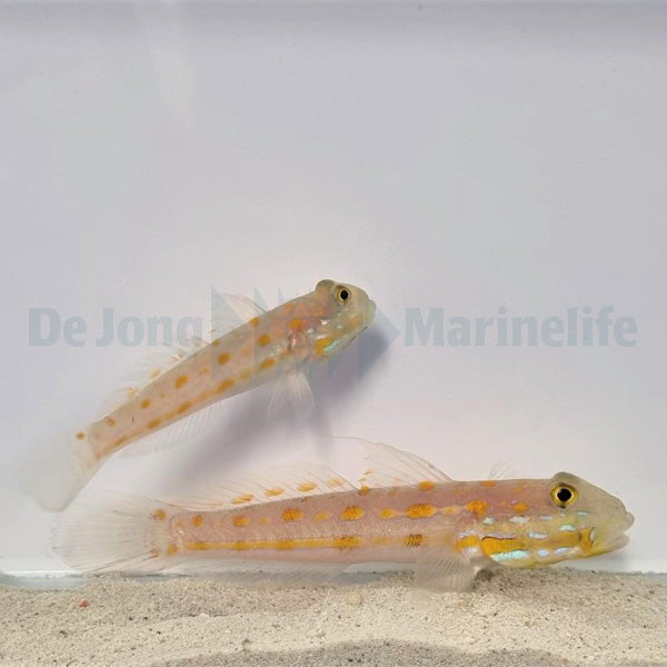 Valenciennea puellaris (pair)