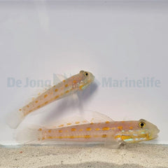 Valenciennea puellaris (pair)