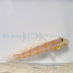 Valenciennea puellaris