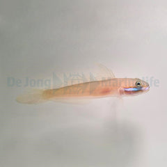 Valenciennea randalli