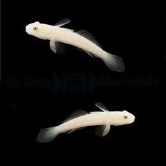 Valenciennea sexguttata (pair)