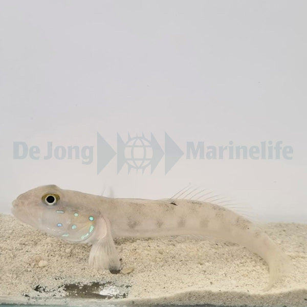 Valenciennea sexguttata