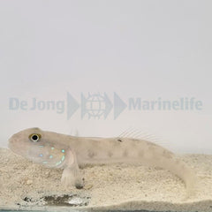 Valenciennea sexguttata