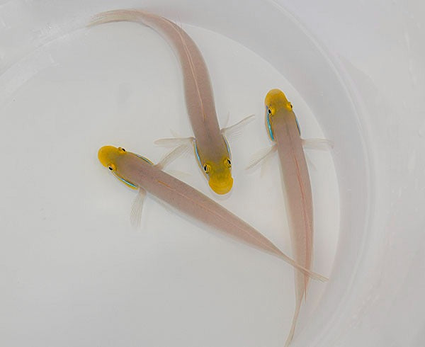 Valenciennea strigata