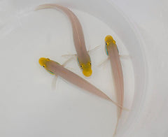 Valenciennea strigata