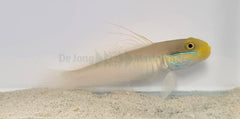 Valenciennea strigata