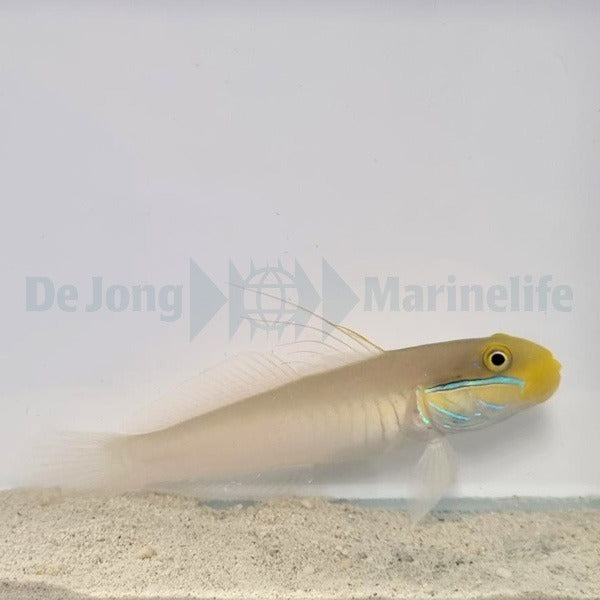 Valenciennea strigata