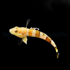 Valenciennea wardii