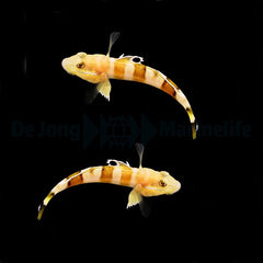 Valenciennea wardii (pair)