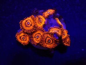 Zoanthus spp. (Valentines Day Massacre) (frag)