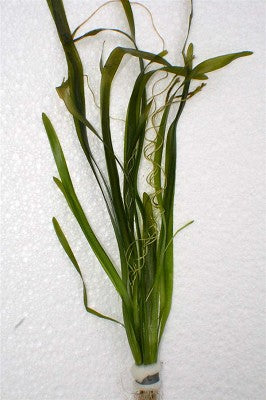 Vallisneria gigantea bundel