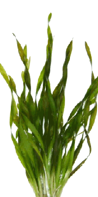 Vallisneria torta in pot