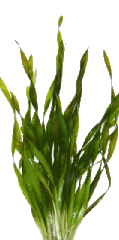Vallisneria torta in pot