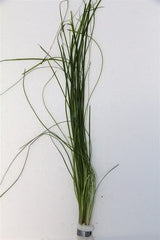 Vallsineria spiralis red bundel
