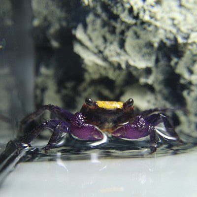 Geosesarma sp. Vampierkrab mix