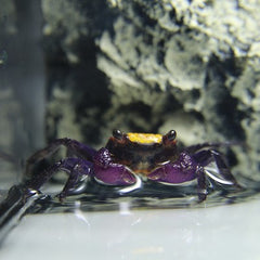 Geosesarma sp. Vampierkrab mix