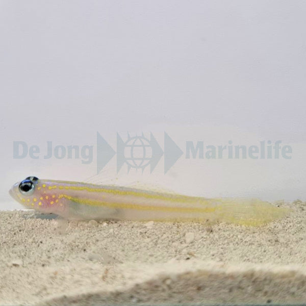 Vanderhorstia flavilineata