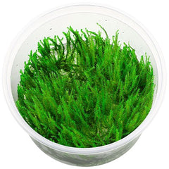 Vesicularia dubyana in cup 80 cc
