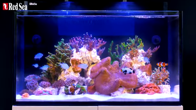 RED SEA MAX NANO G2 XXL (nu met gratis bezorging!)