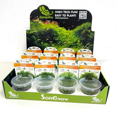 Epaqvitro planten assortiment in cup @