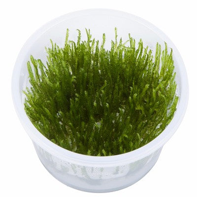 Spiky moss in cup 100 ml.