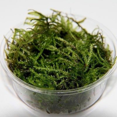 Christmas  moss in cup 80cc