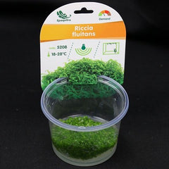Riccia fluitans in cup