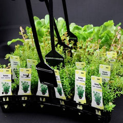 Plantenpakket A 4x5 st. Lage soorten