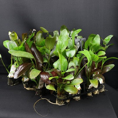 Plantenpakket Echinodorus 4x5 st.