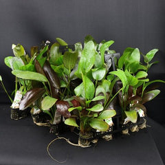 Plantenpakket Echinodorus 4x5 st.